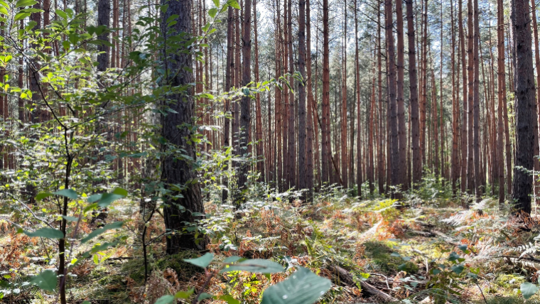 Wald Versicherung Angebot berechnen