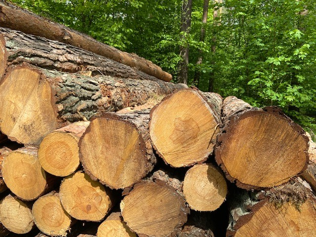 Wald versichern Waldfeuer Waldsturm